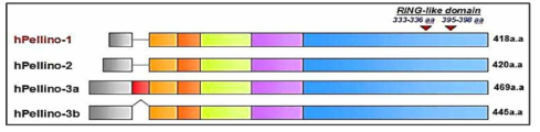 Human pellino family의 구조 (J. cell. Mol. Med 11(3),453-461,2007)