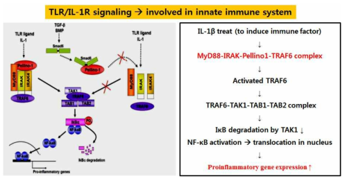 Smad6와 pellino-1의 결합에 의한 염증반응의 억제기전 (Nature Immunology, 7,1057-1065, 2006)