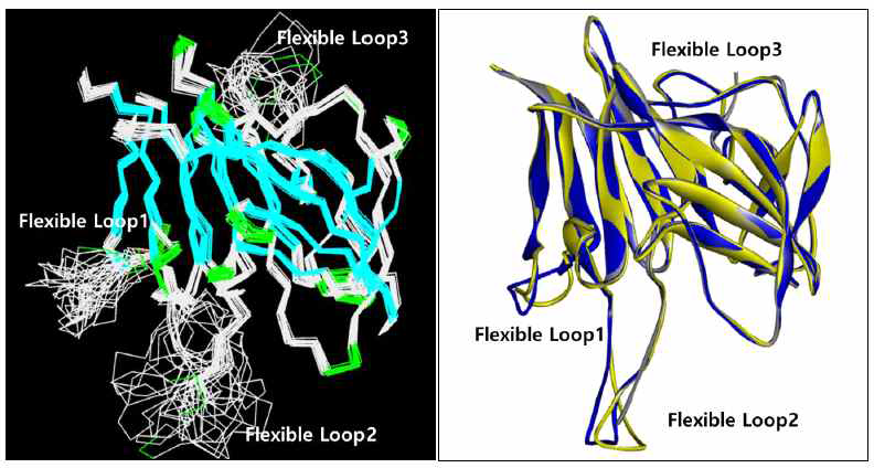 예측된 pellino-1 target model 과 pellino-2의 Homology modeling