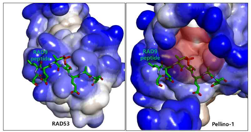 Pellino-1 target model과 substrate의 docking test. (좌): 결합력이 낮은 RAD53-RAD9 complex 구조. RAD53의 표면을 hydrophobicity에 따라 표현하였고, 파란색일수록 hydrophilic한 특성을 지님. (우): Pellino-1-RAD9 complex 구조. 빨간색 원은 binding pocket임