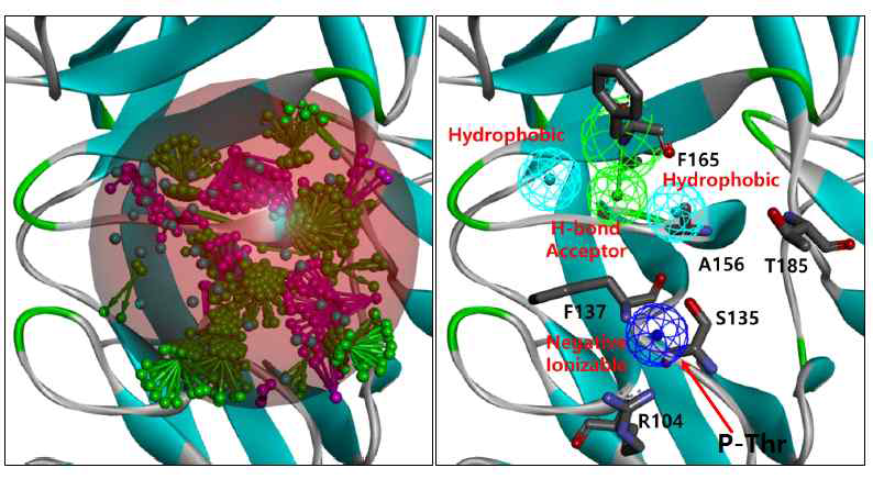 Pellino-1 Target model의 Pharmacophore modeling. (좌): Pellino-1의 binding pocket 내에 생성된 pharmacophore feature clustering (우): 선별된 4개의 pharmacophore feature