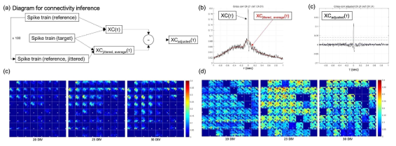(a) 다중 신경 신호로부터 연결도 추출을 위한 분석 순서도. (b) Original cross-correlogram(검정)과 jittering을 통해 만들어진 cross-correlogram(빨강). (c) Jittering을 통해서 조정된 cross-correlogram. (c, d) 두 종류의 신경 네트웍(clustered(cc), random(d) network)의 배양일차(DIV)에 따른 연결도 맵