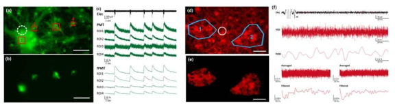 (a, b) Calcium dye를 처리한 신경 네트워크의 형광 이미지. (c) 미세전극을 통해 측정한 신경 세포의 전기 신호 및 PMT를 통해 측정한 칼슘 신호. (d, e) VSD를 처리한 신경 네트워크의 형광 이미지. (f) 미세전극을 통한 신경 자극 후, PMT를 통해 측정한 신경 세포의 VSD 신호