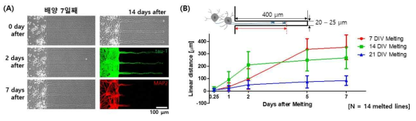 (A) 배양 7일 차에 광열 자극을 이용하여 생성한 하이드로겔 미세 패턴 및 패턴을 따라 성장한 신경 돌기 이미지. (B) 배양 7일, 14일, 21일 차에 생성된 미세 패턴을 따라 성장한 신경 돌기의 시간에 따른 길이 정량