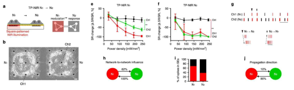 광열 신경자극에 의한 네트웍 선택적 자극 및 기능 조절. (a) 네트웍 단위 광열 신경자극. (b) 2차원 패턴형 신경네트웍칩. (e, f) 네트웍별 광열자극 세기에 따른 발화율 변화율. (g) 자발적 반응 raster plot. 네트웍 연결도 추정: network-to-network influence (h), Association degree (i), Propagation direction ratio (j)