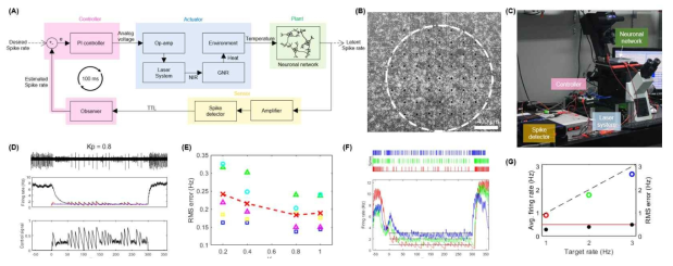 (A) 신경 세포의 스파이크 레이트를 조절하기 위한 광열-피드백 시스템 모식도. (B) 광열 자극이 가해지는 신경 세포 네트웤의 목표 영역. (C) 실험 장치 사진. (D) 피드백 실험결과 예. 상:세포 신호. 중:추정 발화율. 하:제어기 출력값. (E) 피드백 비례 계수 값에 따른 시스템의 오차율. (F, G) 3가지 목표 spike rate (1 Hz (적), 2 Hz (녹)), 3 Hz (청))에 대한 신경 세포의 반응 및 정량분석