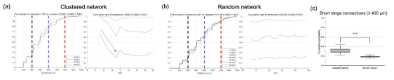 (a) 거리에 따른 clustered network의 연결도 분포의 cumulative distribution function(왼쪽), 배양 일자 (DIV 7-20)에 따른 연결도의 분포 변화(오른쪽). 왼쪽 점선 데이터를 일자별로 그린 그래프. (b) 거리에 따른 random network의 연결도 분포의 cumulative distribution function(왼쪽), DIV(13-34)에 따른 연결도의 분포 변화(오른쪽). (c) Clustered network와 random network의 거리가 가까운 연결도의 비율 비교. n = 7 (clustered), 6 (random) networks