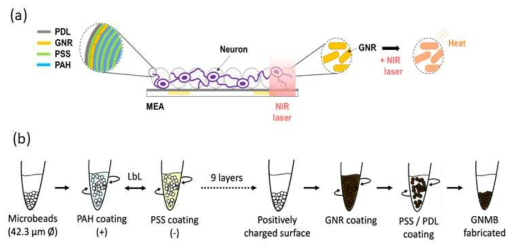 (a) Glass microbead 표면 개질 구조. Polyelectrolyte (PAH/PSS) 코팅후, 금나노막대 (GNR)를 고정하고, 세포친화성 물질 (PDL, poly-D-lysine)코팅. (b) PAH/PSS layer-by-layer 코팅 방법