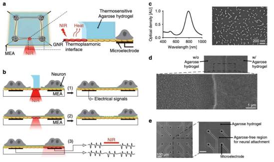 열플라즈모닉 신경전극칩을 이용한 2차원 신경네트웍 구조 및 기능 연결도 조절. (a) 열플라즈모닉 신경전극칩 인터페이스 구조. (b) 열플라즈모닉스를 이용한 신경세포 돌기 성장 유도(1), 돌기 제거(2), 광열 신경활성 억제(3). (cc) 금나노막대칩 흡광스펙트럼. (d) 세포비흡착성 agarose hydrogel 미세패턴 (전자현미경사진). (e) Agarose hydrogel 미세패턴이 형성된 금나노막대코팅된 신경전극칩 (광학 현미경사진)