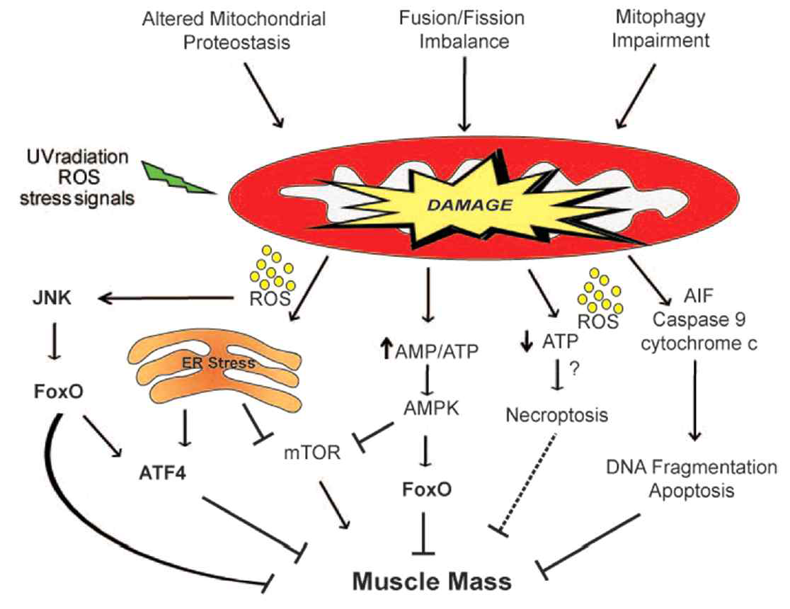 미토콘드리아 기능이상의 근감소증 유발 기전