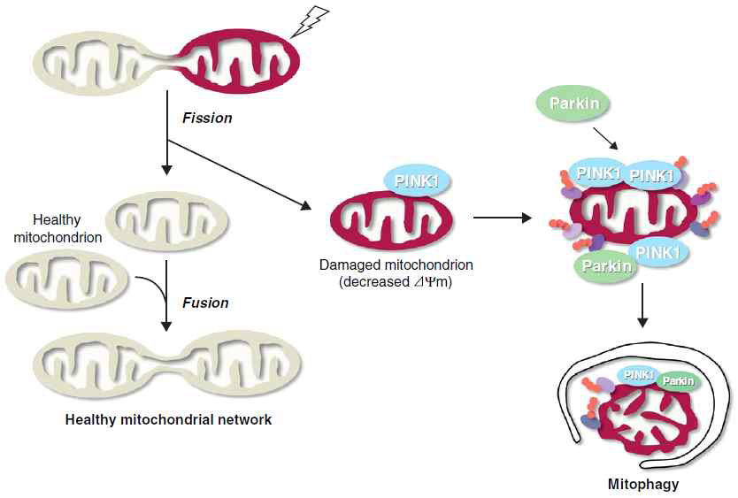 건강한 미토콘드리아 유지를 위한 mitophagy의 역할