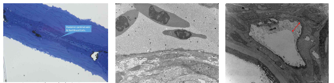 제브라피쉬의 doral aorta의 투과 전자현미경. 좌: Semi-thin section, 중: TEM. Blood cell과 endothelial cell의 세포막이 보이지만 eGC는 관찰되지 않음. 우: eGC의 가능성이 있고 문헌에 나와 있는 eGC와 유사한 부분이 있음