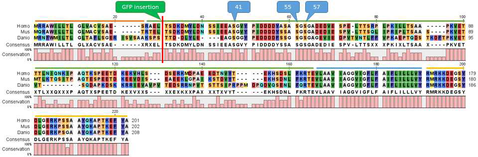 syndecan2-GFP fusion construct 설계도