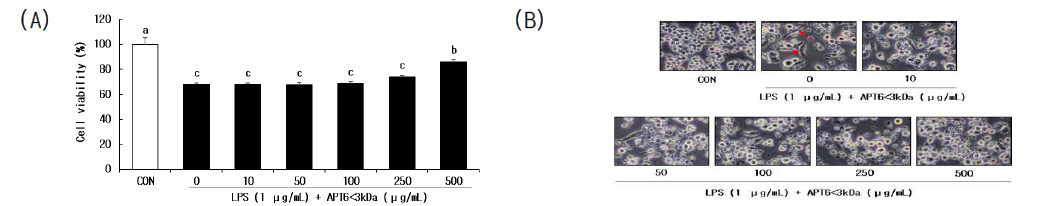Effect of APT6<3kDa on the viability (A) and morphology (B) of RAW 264.7 cells after stimulation by LPS (1μg/mL) for 24 h. a-c Means within a treatment with different superscript differ significantly at p<0.05