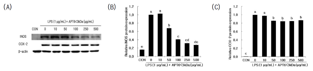Effects of APT6<3kDa on iNOS and COX-2 protein expression (A-C) in RAW 264.7 cells after stimulation by LPS (1μg/mL). a-e Means within a treatment with different superscript differ significantly at p<0.05