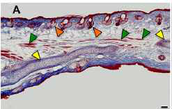 A. carhirinus 종 마우스의 귀 조직 단면