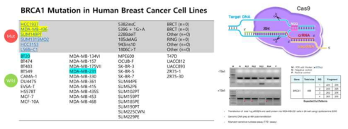 BRCA1 돌연변이 보유/비보유 유방암 세포주 선택 및 유전자 변형 진행 과정