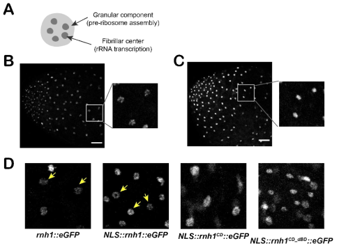 THO 돌연변이는 인의 ‘granular component’에 주로 영향을 끼치며, RNH1은 그 손상을 일부분 복구할 수 있음. (A) 인의 구조를 도식적으로 나타낸 그림. (B-D) anti-FIB 항체염색을 통한 인의 구조확인. 정상세포에서 anti-FIB 항체는 ‘fibraillar center’부위를 염색하여 굵은 puncta 여러개가 모여있는 형태로 나타남 (B). thoc5 돌연변이의 경우 puncta들이 응집되어 하나의 진한 타원형태를 띔 (C). thoc5 돌연변이 background에서 rnh1::eGFP 또는 NLS::rnh1::eGFP를 과발현시킬 경우 functa 모양의 anti-FIB 염색양상이 일부 회복됨 (노랑색 화살표). 그러나 CD 돌연변이 (NLS::rnh1CD::eGFP), 또는 CD와 HBD 모두 손상된 (NLS::rnh1CD_dBD::eGFP) RNH1을 과발현 시킬 경우 이런 회복이 현저히 낮음. scale bar = 10 ㎛