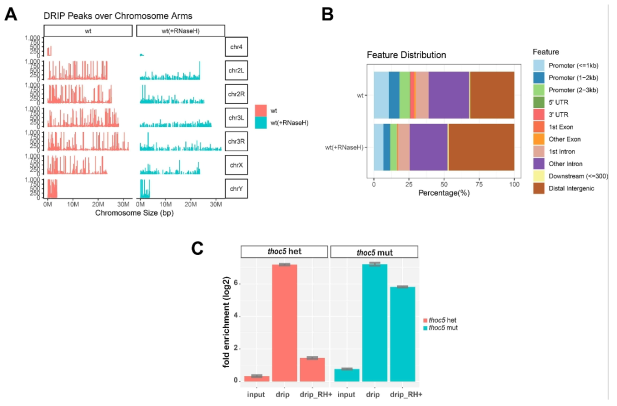 정소에서 DRIP-seq과 DRIP-qPCR. (A) DRIP peak의 염색체 위의 분포양상. RNase H를 처리한 샘플 (파랑색)에 비해 처리하지 않은 DRIP 샘플(빨강색)에서 염색체 전역에 걸쳐 높은 peak 양상을 볼 수 있음. (B) DRIP peak의 특성 분포. RNase H를 처리한 샘플에 비해 처리하지 않은 샘플에서 상대적으로 프로모터, 엑손 부위에 훨씬 많은 peak이 분포함을 볼 수 있음. (C) DRIP-qPCR. DRIP-seq 분석결과 현저하게 peak가 높게 나타나는 유전자 중의 하나 (CG2839)를 대상으로 DRIP-qPCR을 수행함. thoc5 대조군과 돌연변이 샘플 모두 input에 비해 높게 enrich되어 있음을 볼 수 있음. thoc5 돌연변이의 경우 (파랑색 바) RNase H를 처리한 샘플에서도 높게 검출이 됨