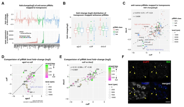 thoc5 돌연변이에서 piRNA 생성 이상과 RDC와의 상호작용. (A) thoc5 돌연변이 정소에서 transposon에 mapping되는 piRNA들의 발현변화 fold-change를 세포유형에 따라 정리한 히스토그램. (B) ago3, cuff, thoc5 돌연변이 정소에서 세포유형별 transposon-mapped piRNA 발현량 변화 비교 box plot. (C) cuff와 thoc5 돌연변이에서 transposon-mapped piRNA의 발현량 변화 correlation plot. (D-E) ago3, cuff 및 thoc5 돌연변이에서 cluster-mapped piRNA들의 발현변화 비교. (F) CUFF, RHI 및 THOC7의 분포 양상을 비교한 콘포칼 이미지. 발생초기 세포들(주로 SB)에서 모두 인근처에 밀집되어 있음 (노랑 화살표). scale bar = 10 ㎛