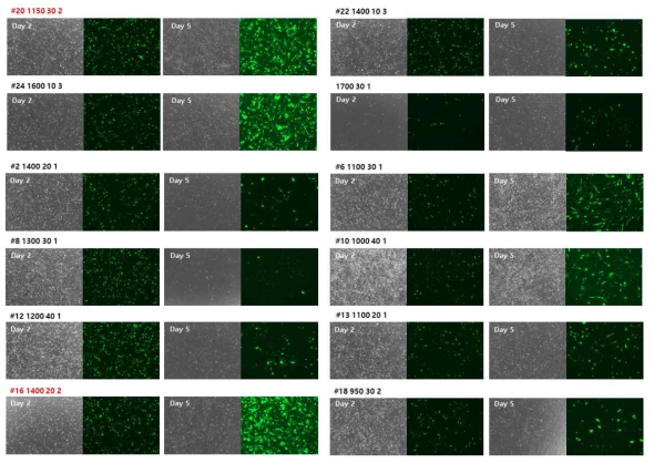 CRISPR/Cas9-EGFP가 over expression되는 cell line 구축