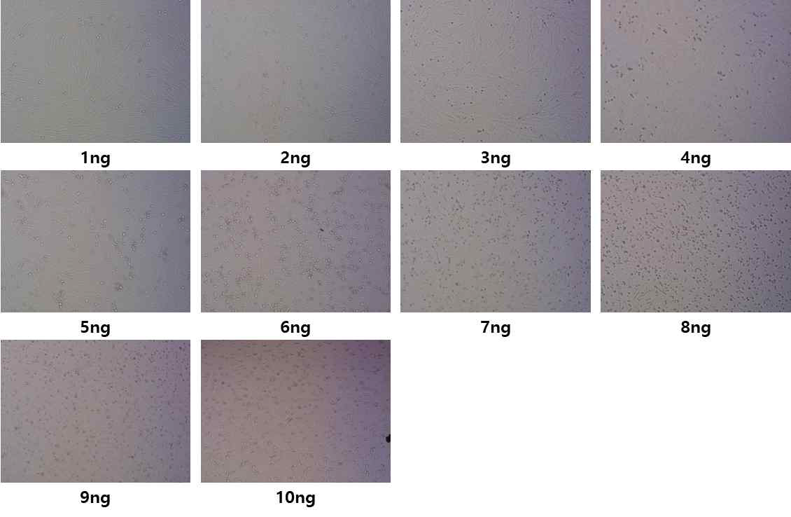 Puromycin killing test 결과