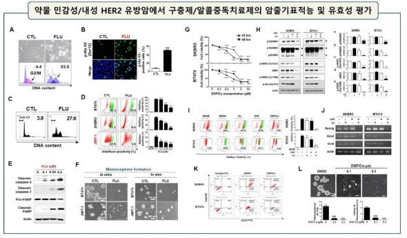 A-C. Trastuzumab 내성 HER2 양성 유방암 세포주에서 flubendazole에 의한 G2/M phase arrest (cell cycle analysis 및 phospho-Histone H3 발현 조사) 및 세포사멸 유도 증명. D. ALDH1 activity 측정. E. caspase 활성화를 caspase-3, caspase-7 및 PARP의 분절화로 증명. G-H, Trastuzumab 민감성 HER2 양성 유방암 세포주에 Cu/disulfiram 처리 후, MTS assay로 세포생존률을 측정. H. HER2, p95HER2, p-HER2, HER3, p-HER3 및 p-Akt의 발현을 WB으로 조사 및 정량화 (**, p<0.01, ***, p<0.001). I. ALDH1 activity 측정. J. Nanog, Sox2, Oct4 mRNA 발현을 RT-PCR로 분석. K. CD44+ population을 FACS로 분석. L. Mammosphere culture를 통하여, Mammosphere의 수와 볼륨 측정