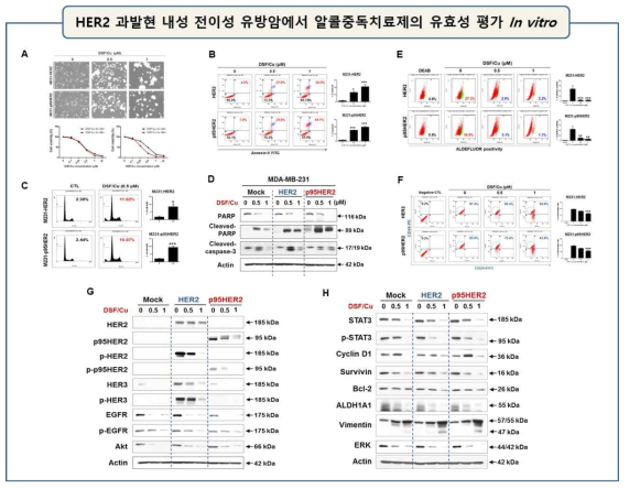 A. 전이성 MDA-MB-231 세포주에 HER2 또는 p95HER2를 과발현 시킨 HER2 양성 전이성 세포주 및 약물내성 전이성 세포주에 DSF/Cu를 농도별로 24, 48 시간 처리 후, MTS assay로 세포생존률 측정. B. Annexin V 기법으로 early/late apoptotic cells 분석. C. Sub-G1 accumulation 분석. D. PARP, cleaved-PARP, cleaved-caspase 3 측정. E. ALDEFLUOR positivity로 암줄기세포율 측정. F. CD44+/CD24- population 측정. G. Parental-MDA-MB-231, M231-HER2, M231-p95HER2 세포주에서 DSF/Cu를 처리한 후, HER2, p95HER2, p-HER2, p-p95HER2, HER3, p-HER3, EGFR, p-EGFR 및 total-AKT, 의 발현을 WB으로 조사. H. 암줄기세포 및 암전이관련 인자들의 발현분석: STAT3, phospho-STAT3, cyclin D1, survivin, Bcl-2, ALDH1A1, Vimentin, ERK 발현 조사