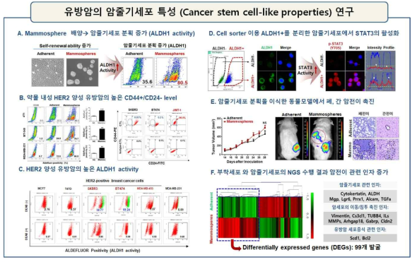 A. 유방암 암줄기세포배양(mammosphere)과 부착세포(Adherent)에서 ALDH1 activity 비교. B. HER2 유방암 약물 민감성/내성 세포주에서 CD44+/CD24- population 측정. C 3가지 표현형의 유방암세포주들에서 ALDH1 activity 측정. D. Cell sorter이용 ALDH1+ 세포에서 p-STAT3 발현 측정. E. mammosphere 이식한 동물모델에서 종양성장 및 암전이 측정. F, NGS-mRNAseq: 암줄기/침투/전이 관련 DEG 분석