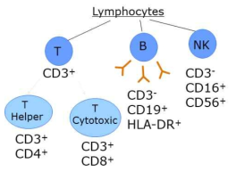 림프구 아형에 따른 세포표면항원