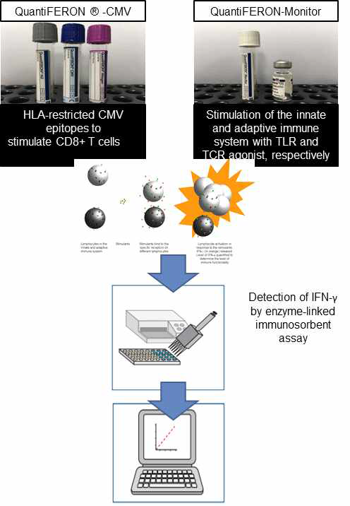 QuantiFERON ® -CMV , QuantiFERON‐onitor 검사과정