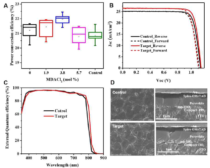 (A) FAPbI3:xMDACl2 (x = 0, 1.9, 3.8, and 5.7 mol %)와 대조군의 태양전지 소자 효율 분포. 비교군과 대조군의 (B) I-V 분석, (C) external quantum efficiency, (D) 전자현미경으로 관찰한 표면 모폴리지와 단면 사진