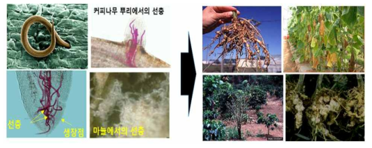 (좌) 뿌리에 기생하는 선충의 모습, (우) 선충에 의해 피해를 입은 농작물