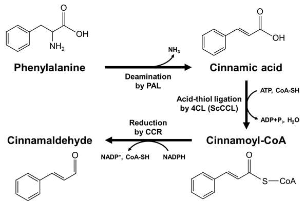 대장균에서 페닐알라닌으로부터 Cinnamaldehyde 생합성 경로