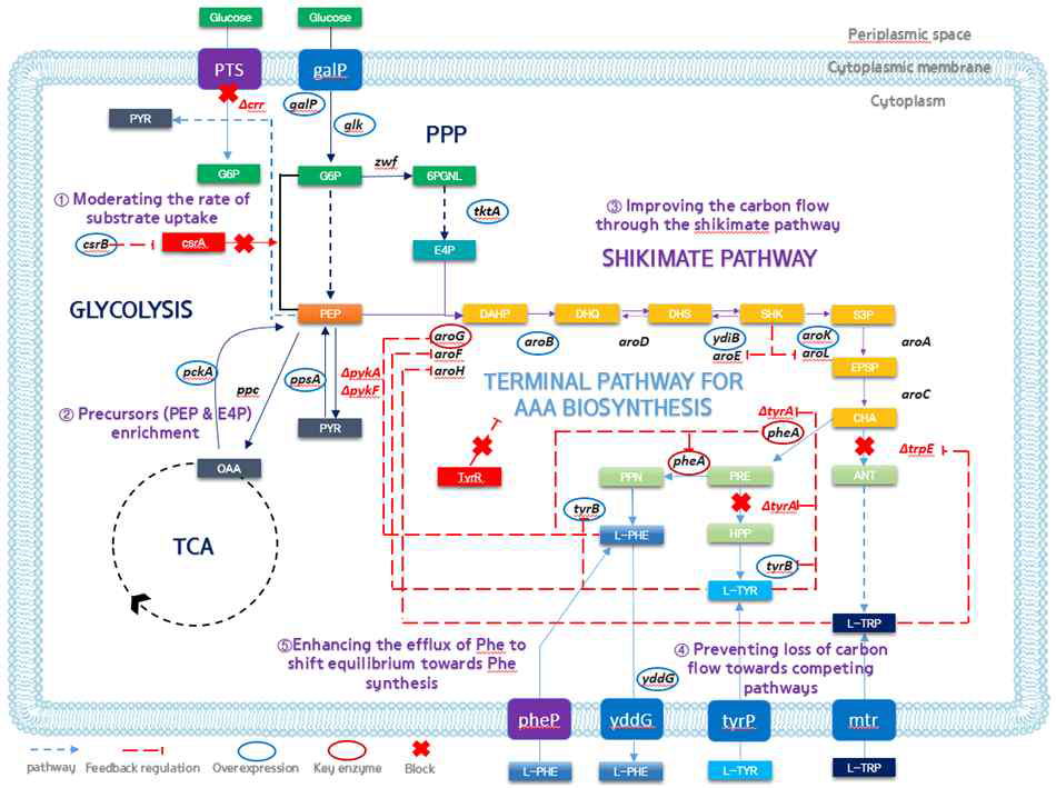 대장균에 재구축한 페닐알라닌 생산 경로