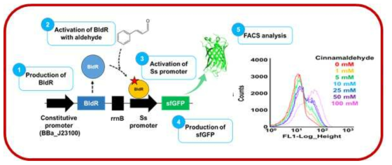 고활성 효소 개량을 위한 Genetic circuit 모식도