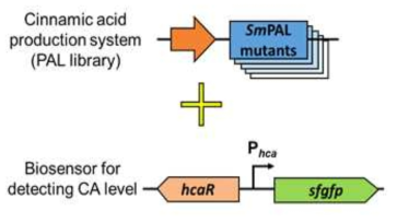 PAL 효소 개량을 위한 라이브러리 구축