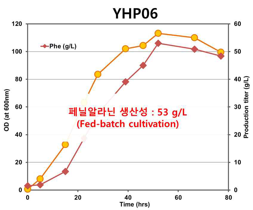 개량 균주 YHP06을 이용한 고농도 배양결과