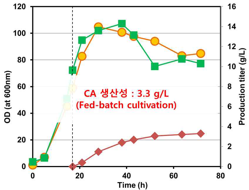 개량 균주 YHP06을 이용한 Cinnamic acid 생산 결과