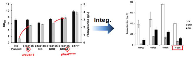 유전자 integration을 통한 균주 개량 및 생산성 비교