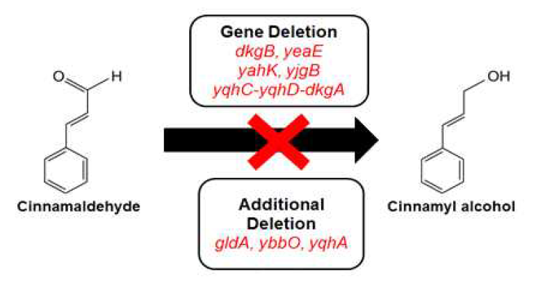 Cinnamly alcohol로의 전환 억제를 위한 유전자 제거