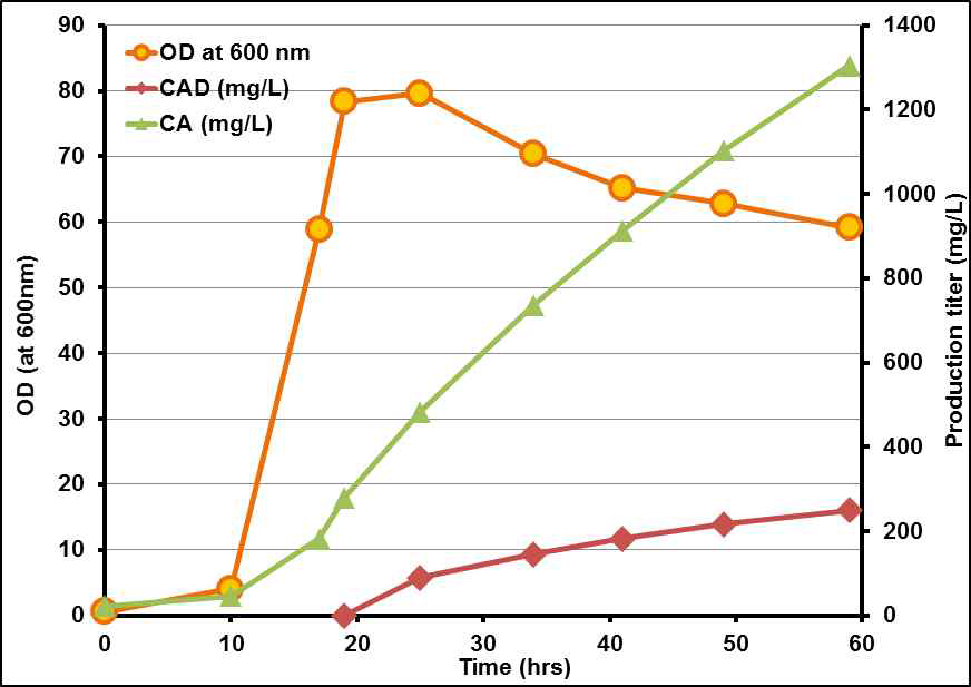개량 균주의 유가식 배양을 통한 CAD 생산