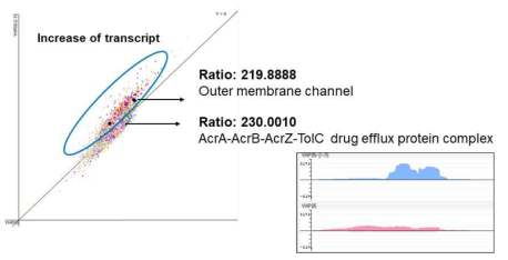 adaptive evolution후 확보한 균주의 RNA seq 분석결과