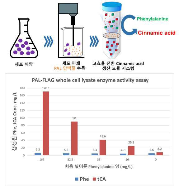 PAL 효소 고정화 기반 페닐알라닌의 cinnamci acid로의 전환