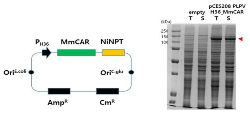코리네박테리움에서 MmCar 및 NNPT 유전자 발현 시스템 및 검증