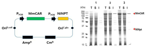 코리네박테리움에서 MmCar 및 NiNPT 유전자 발현 시스템 및 검증
