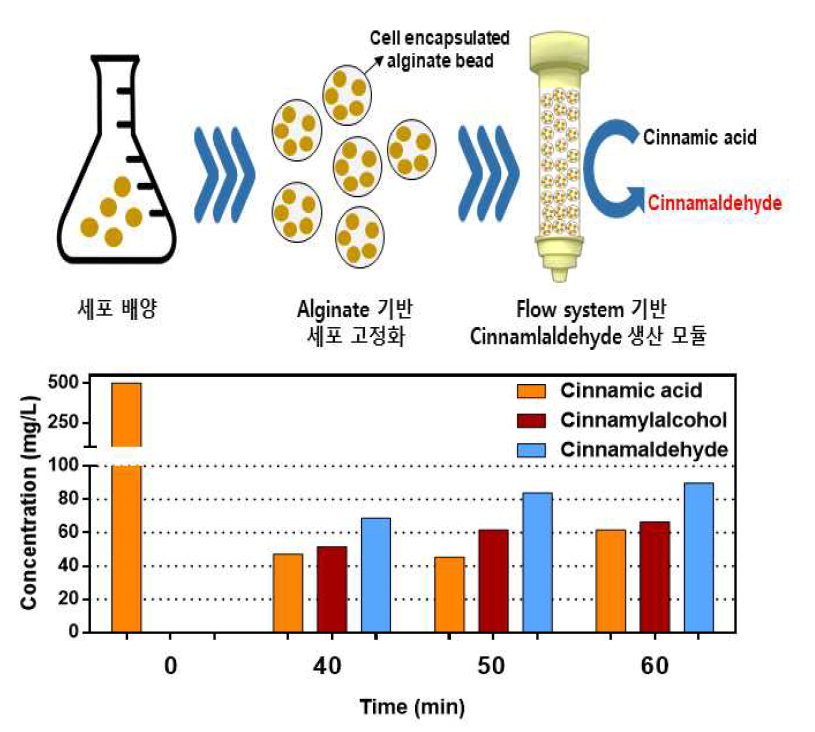 Alginate bead 기반 cinnamadehyde 전환 비교