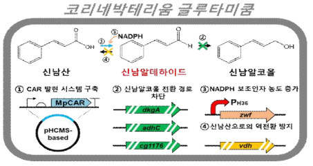 코리네박테리움에서 고효율 CAD 전환을 위한 균주 개량 모식도