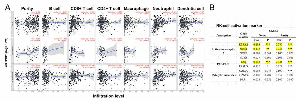 AGTPTP1의 발현과 A. SKCM 전체와 SKCM-primary, SKCM-Metastasis dataset에서 면역세포침윤과의 상관관계 분석 B. NK cell activation marker의 발현과의 상관관계 분석