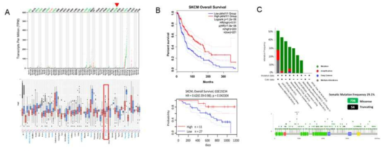 PKHD1L1의 발현 A) 여러 암종에서의 정상세포에 대한 PKHD1L1의 발현 변화. B) 발현에 따른 환자 생존과의 상관관계 C) TCGA-SKCM dataset과 다른 피부암세포 데이터셋에서 유전자 변이